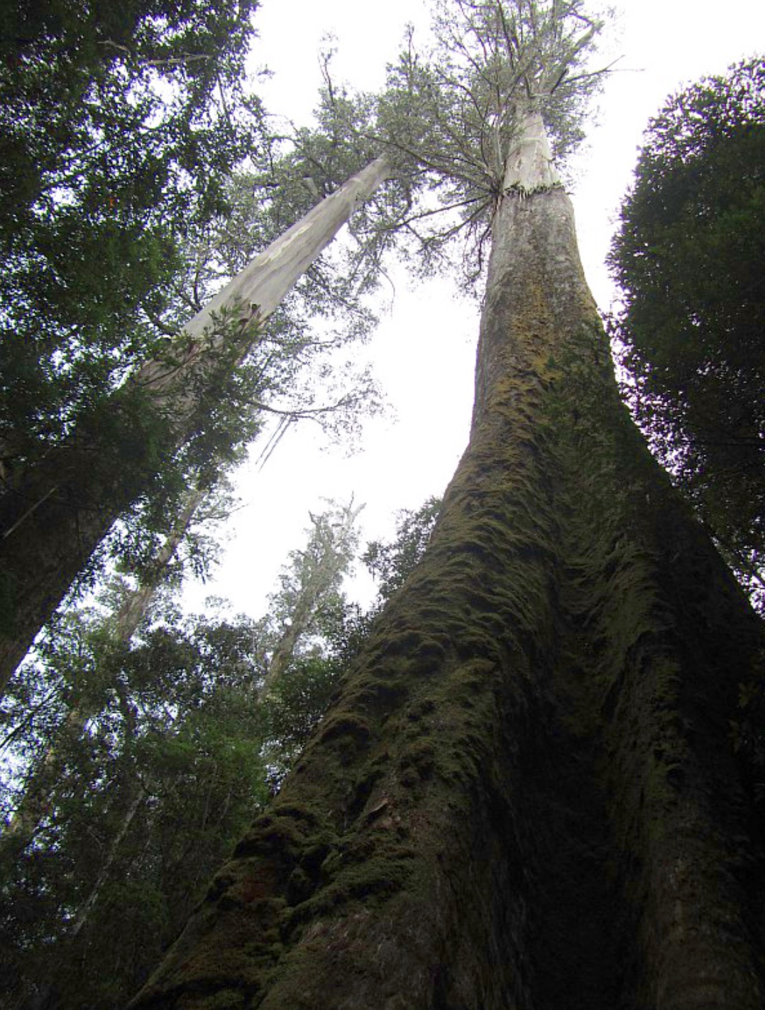 Eucalyptus forest 